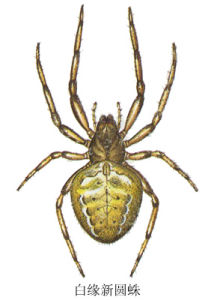 白緣新園蛛 白緣新園蛛
