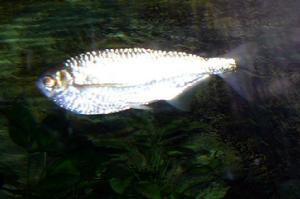 鰻形石斧脂鯉 鰻形石斧脂鯉