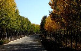 《小白楊》[新疆維吾爾自治區擬建縣級市]