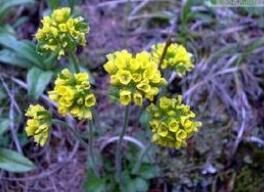 總序阿爾泰葶藶