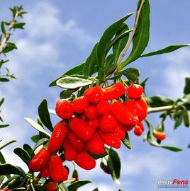 諾木洪枸杞 諾木洪枸杞