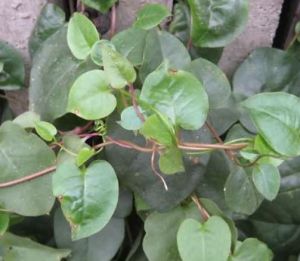 管苞省藤 管苞省藤