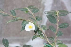 連蕊茶 連蕊茶