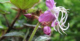 圓葉野海棠 圓葉野海棠