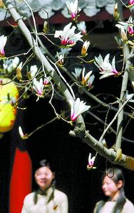 （圖）大覺寺古玉蘭