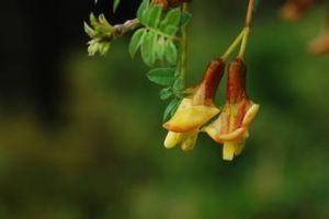 二色錦雞兒 二色錦雞兒