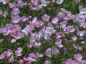 山芝麻屬 山芝麻屬