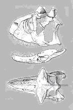 食肉牛龍的化石描述圖