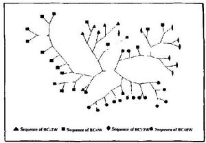 HCV準種C區進化樹