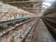 禽亞利桑那菌病 禽亞利桑那菌病