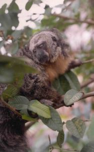 赤道狐尾猴 赤道狐尾猴