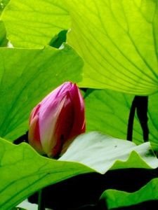 《送鄭侍御謫閩中》 《送鄭侍御謫閩中》