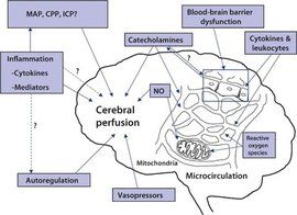 腦灌注壓 腦灌注壓