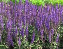 整片紫花圓苞鼠尾草