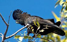 紅尾黑鳳頭鸚鵡