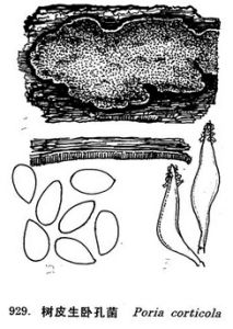 樹皮生臥孔菌 樹皮生臥孔菌