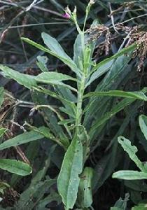 棱軸土人參 棱軸土人參