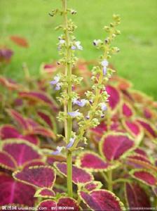 盆栽彩葉草 盆栽彩葉草