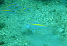 黃帶副緋鯉 黃帶副緋鯉