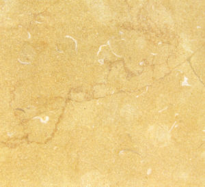 貝沙金-1 | Golden Shell |