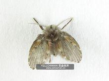 蛾蠓