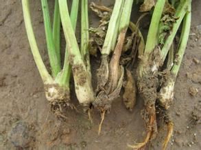 芹菜根腐病 芹菜根腐病