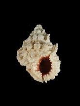 尖口圓扁螺 尖口圓扁螺