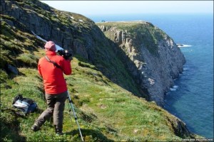 科茨島上的峭壁是厚嘴海鳩的家園