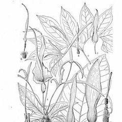 勐龍省藤 勐龍省藤