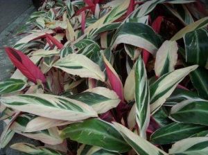 艷錦密花竹芋 艷錦密花竹芋