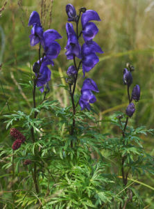 華北烏頭 華北烏頭