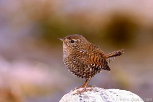 張華[三國人物]