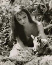 赫本與她的梅花小鹿Pippin