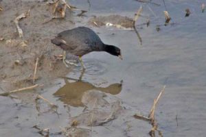 白骨頂雞紐幾內亞亞種 白骨頂雞紐幾內亞亞種