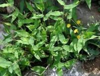 法萊西舟形藻披針形變種