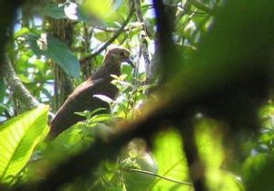 灰頭白臉鶉鳩 灰頭白臉鶉鳩