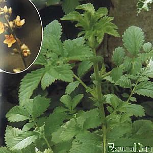 龍牙草屬 龍牙草屬