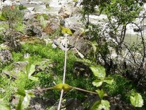 合柄鐵線蓮 合柄鐵線蓮