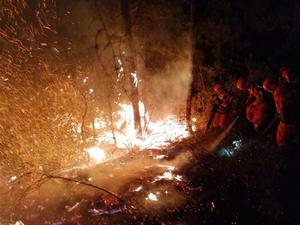 4·19龍池山森林火災 4·19龍池山森林火災