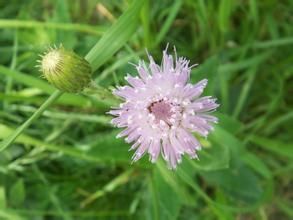 鍾苞麻花頭 鍾苞麻花頭