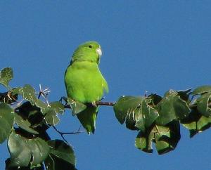 藍腰鸚哥指名亞種
