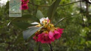 顯脈紅花荷 顯脈紅花荷