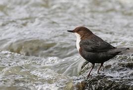 河烏敘利亞亞種 河烏敘利亞亞種