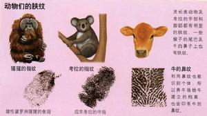 動物指紋