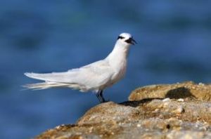 褐翅燕鷗紅海亞種