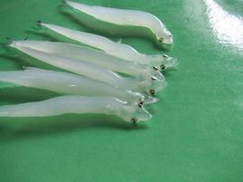 銀魚[鮭形目銀魚科動物]