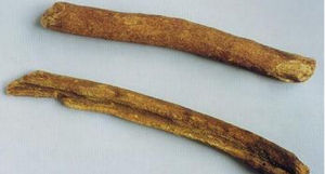 越西川木香 越西川木香