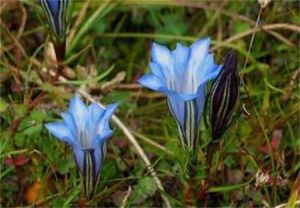 四列龍膽 四列龍膽