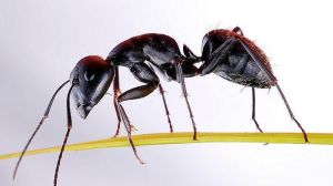 鼎突多刺蟻 鼎突多刺蟻