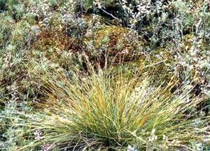 興安苔草 興安苔草